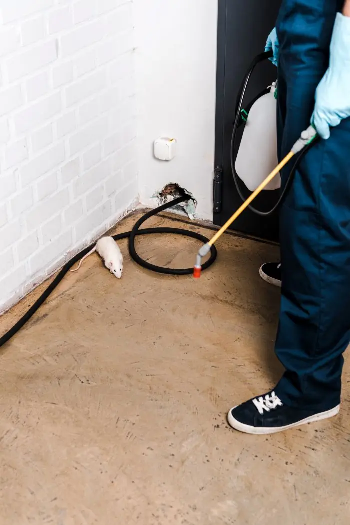 Technicien appliquant un traitement ciblé de dératisation et désinsectisation le long des plinthes d'un local.